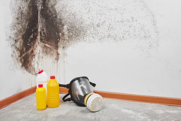 Best Black Mold Remediation in Culpeper, VA