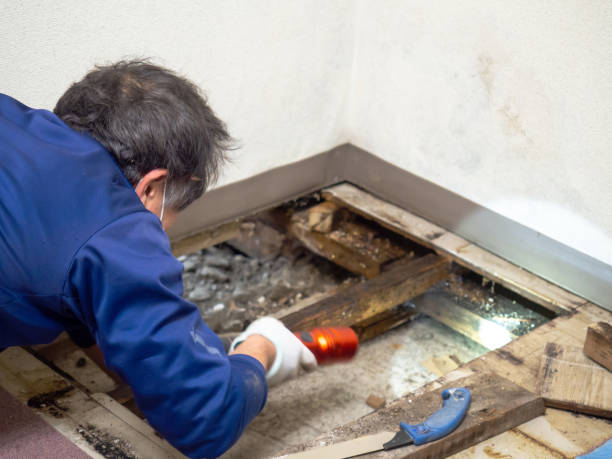 Best Mold Testing and Inspection Services in Culpeper, VA