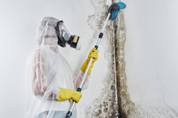 Best Mold Testing and Inspection Services in Culpeper, VA