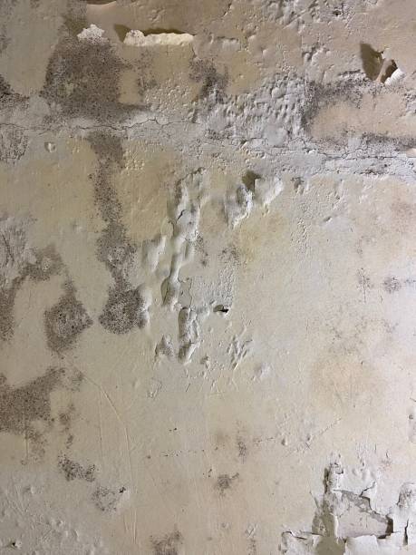 Best Attic Mold Remediation in Culpeper, VA