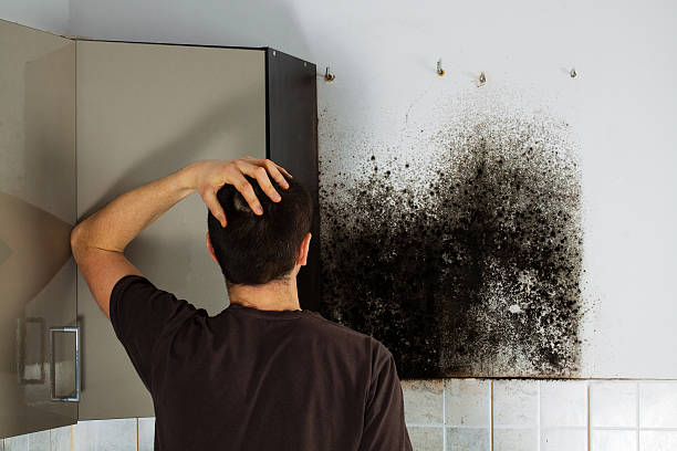 Best HVAC Mold Remediation in Culpeper, VA