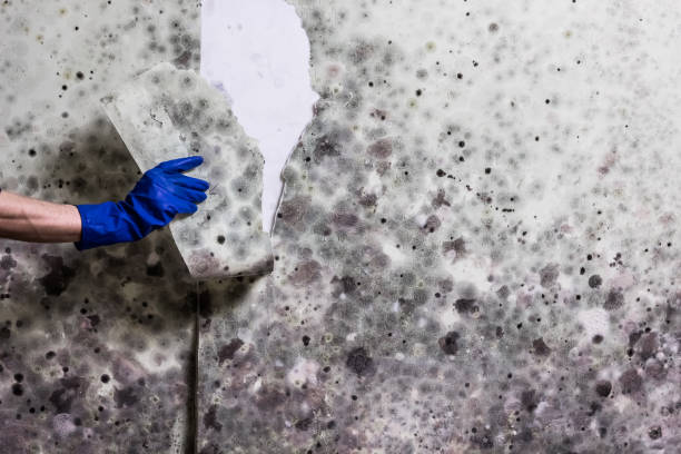 Best Emergency Mold Remediation in Culpeper, VA